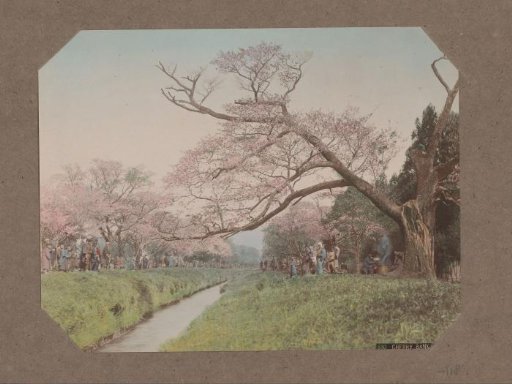 People and cherry blossoms on both sides of a stream in Koganei, Tokyo, Japan