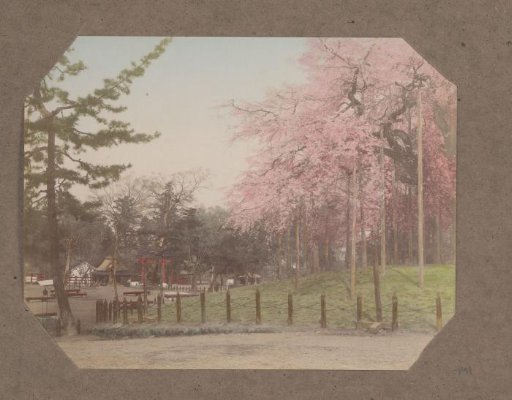 View of a park with cherry blossoms, Japan