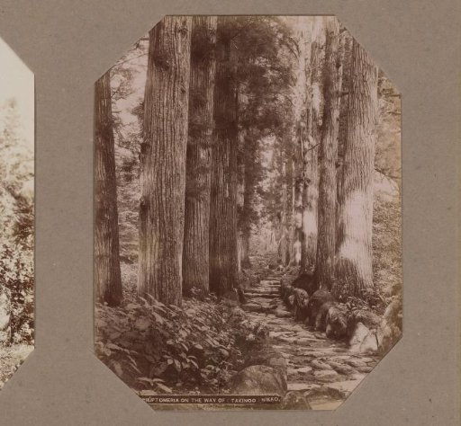 Japanese cedars along the access road to the Takinoo temple in Nikko, Japan