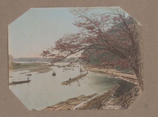 Cherry blossoms on the bank of a river with bamboo rafts in Japan
