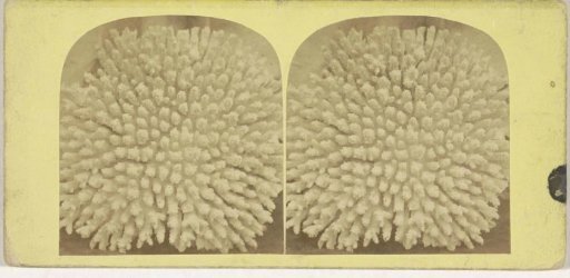 Coral