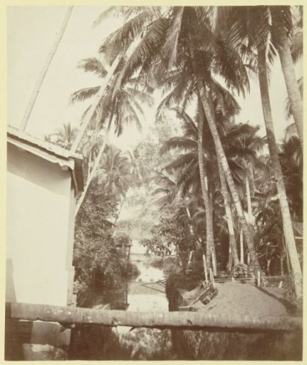 Palms along the water in Kali mati, Padang, Sumatra