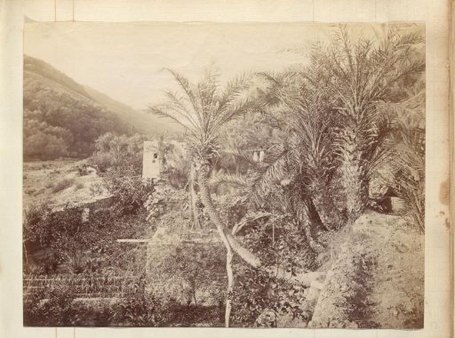 Landscape with Palm Trees and Hills