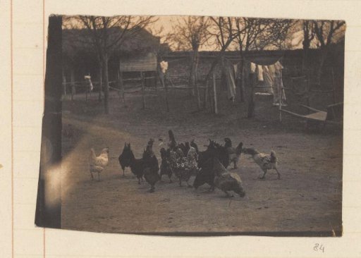 Scratching chickens on a farmyard with drying laundry in the background