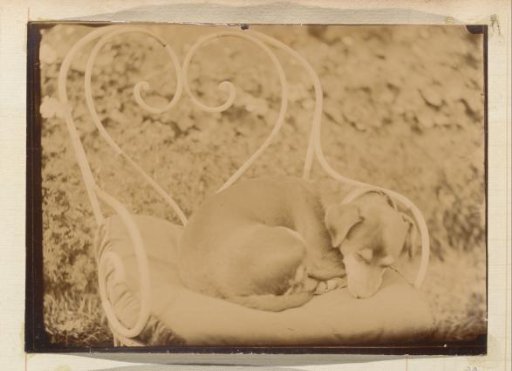 Dog sleeping on a garden chair