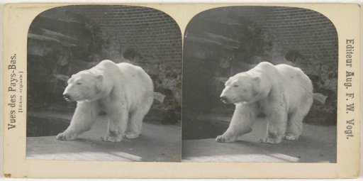 Polar bear in a zoo (Artis?), Netherlands