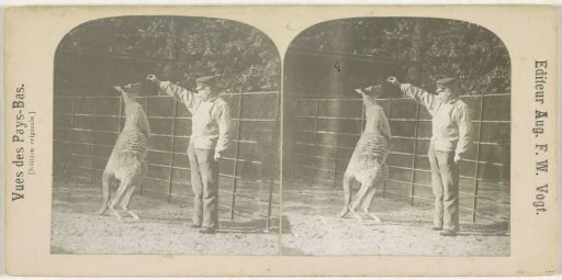 Kangaroo in a zoo (Artis?), Netherlands