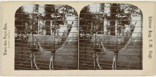 Llama in a zoo (Artis?), Netherlands