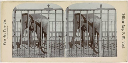Elephant in a zoo (Artis?), Netherlands