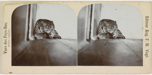 Tiger or panther in a zoo (Artis?), Netherlands