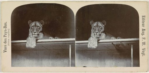 Lioness in a zoo (Artis?), Netherlands