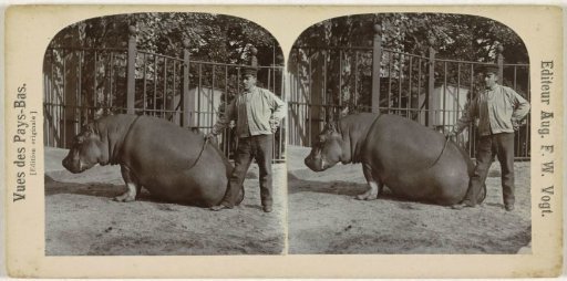 Hippopotamus in a zoo (Artis?), Netherlands