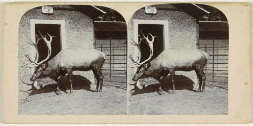 Reindeer in a zoo (Artis?), Netherlands