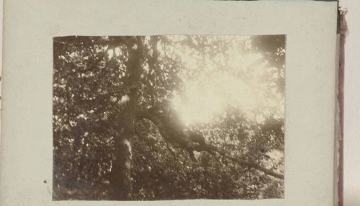 Boy in a Tree