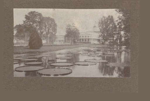 Pond in 's Lands Plantentuin in Buitenzorg