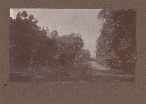 Path Through a Wooded Area in the Dutch East Indies