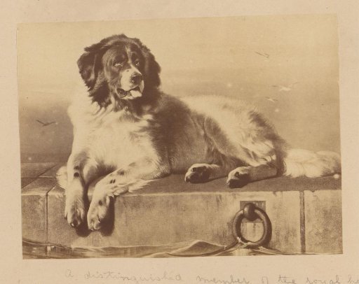 Photographic reproduction of a painting of a dog lying on a stone quay