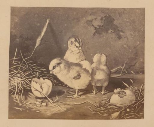 Photographic reproduction of a painting of four chicks