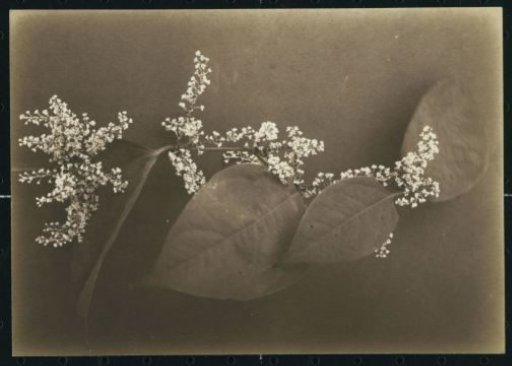 Branch with Blossom