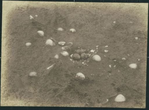 Shells and Nest in the Sand