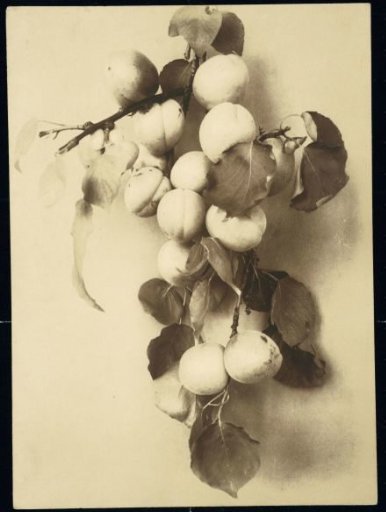 Branch with Apricots