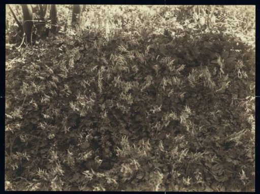 Moss Growth