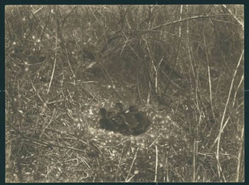Nest with Ducklings