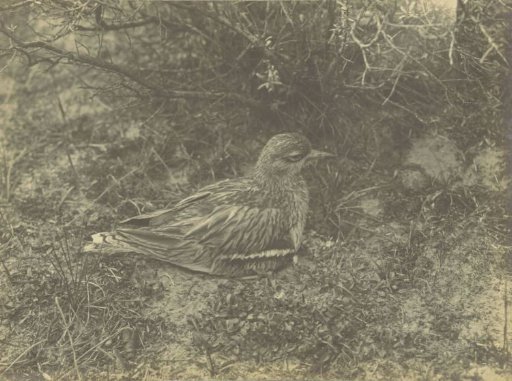 Brooding Griel in the dunes