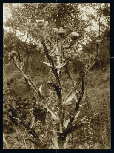Field Thistle