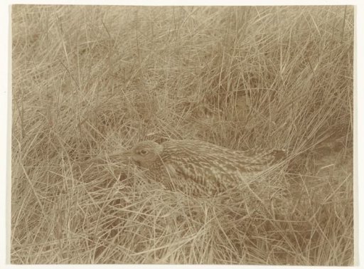 Incubating Snipe