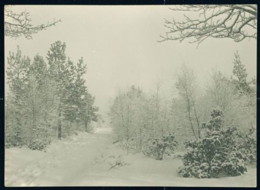 Winter Landscape in the Goudvink Woods at Ugchelen