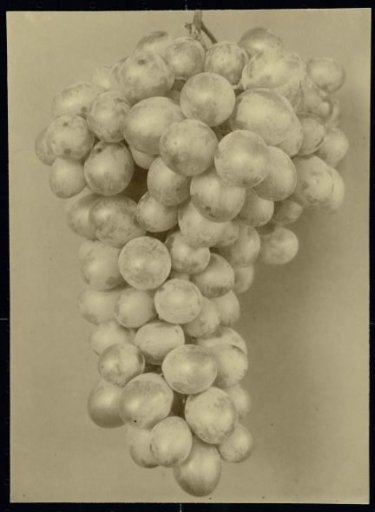 Bunch of Golden Champion Grapes