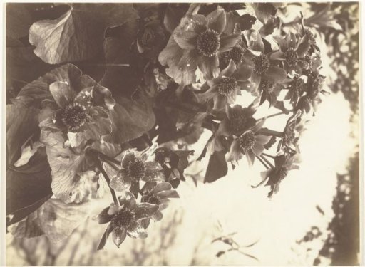 Still Life with Plants