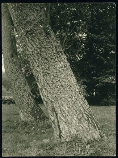Trunks of the White Poplar on the Estate Heuven at Worth Rheden