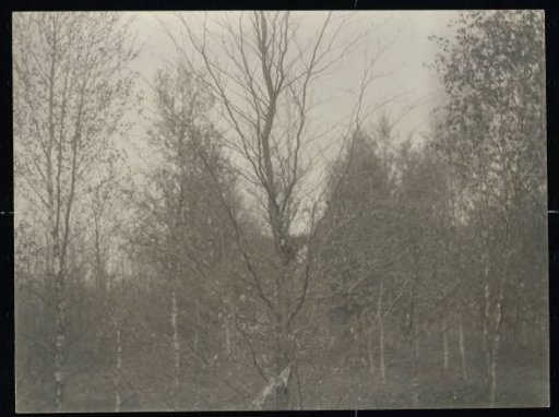 View of a Young Birch Wood