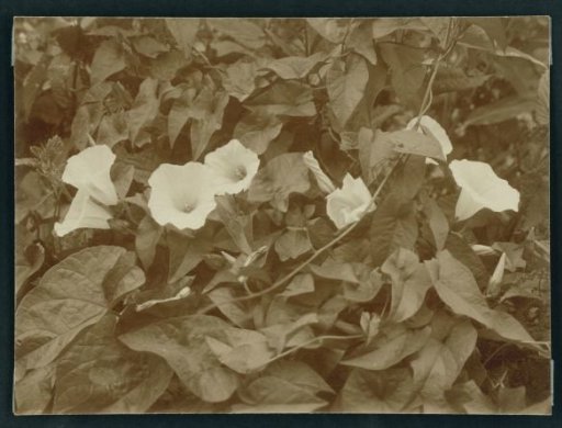 Bindweed in Bloom