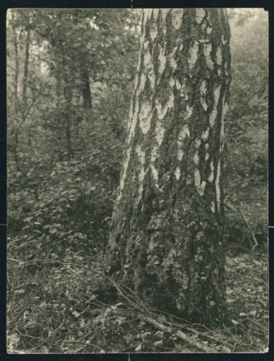 Trunk of the Giant Birch in the Willem Anne Wood near Voorst