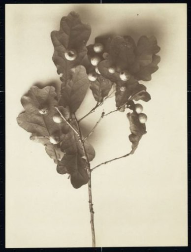 Small Branch with Fruit of an Oak