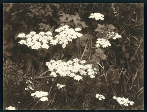 Wild Carrot