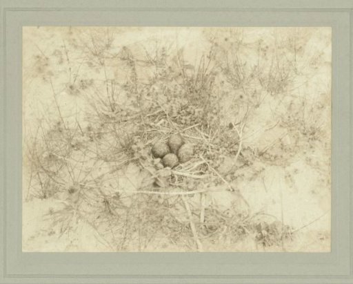 Nest with eggs of a lapwing