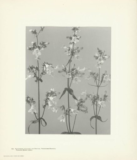 Penstemon digitalis