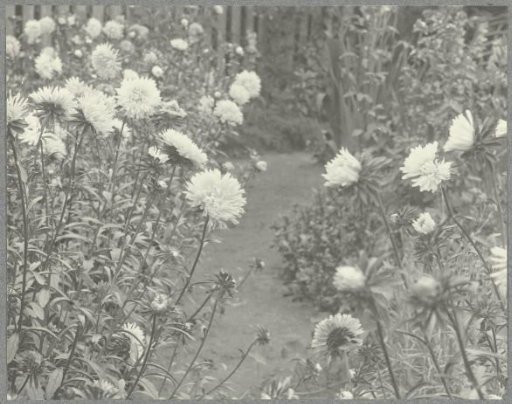 Garden with Flowers