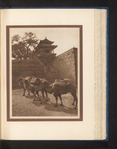 Camels