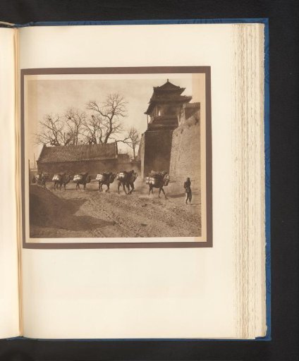 Camels on a Path Along a Building