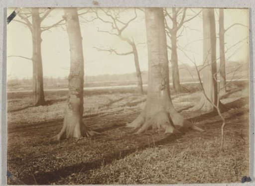 View in the Haagse Bos