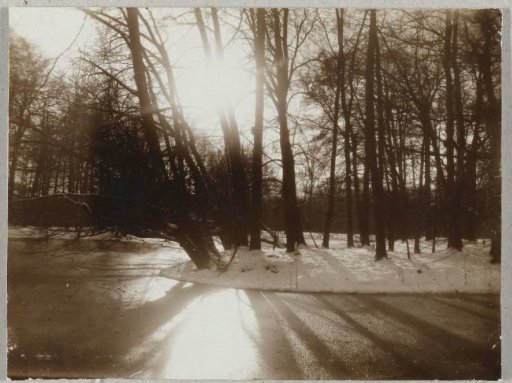 View in the Haagse Bos