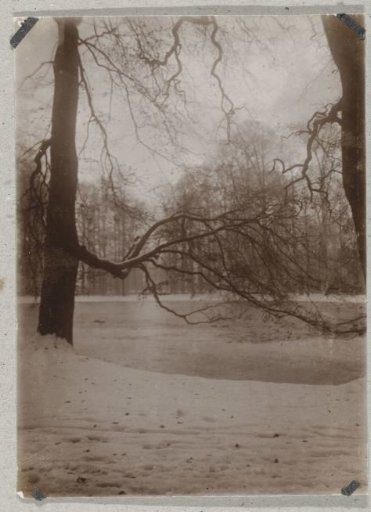 View in the Haagse Bos