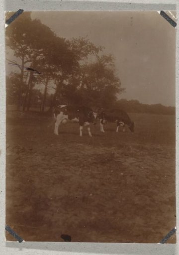 Cows in the Meijendel near Wassenaar and The Hague