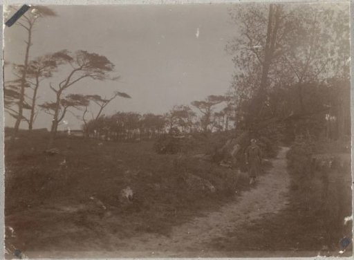 View in the Meijendel near Wassenaar and The Hague