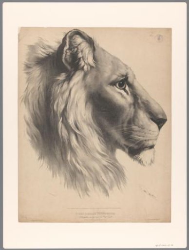 Lion's head, in profile